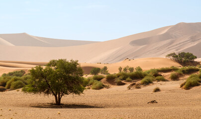 Fototapeta na wymiar Dünen Sossusvlei, Namibia