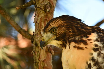 Portrait of a Juvenile Red Tailed Hawk perched over head in a pine tree