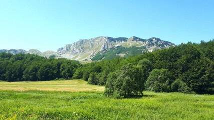 Fototapeta na wymiar Mountain Zelengora landscape with green meadows, forest and high mountain peaks, Bosnia and Herzegovina