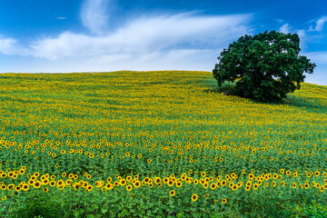Panorama Landscape Of Sunflower fields And blue Sky clouds Background.Sunflower fields landscapes...