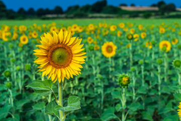 Sunflower blossom in the foreground with sunflower field in the background.