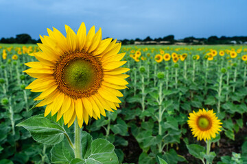 Sunflower blossom in the foreground with sunflower field in the background.