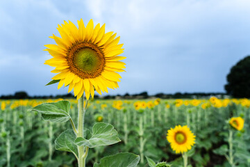 Sunflower blossom in the foreground with sunflower field in the background.