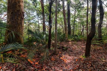 trees in a forest with undergrowth and leaves