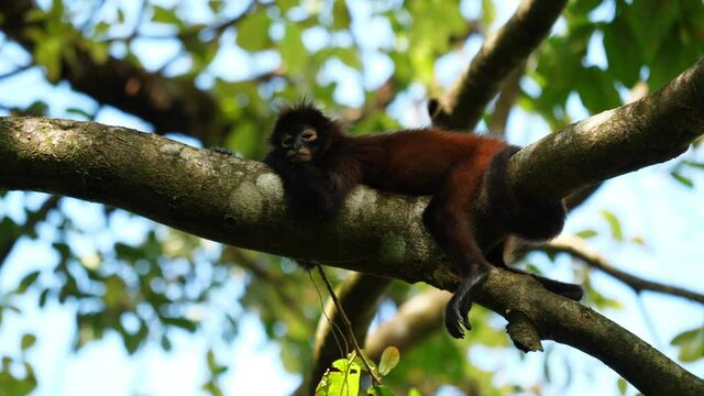 Beautiful juvenile spider monkey chilling on a branch Costa Rica ateles geoffroyi corcovado national park