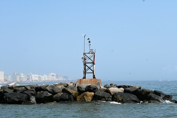 Virginia Beach bird ocean inlet