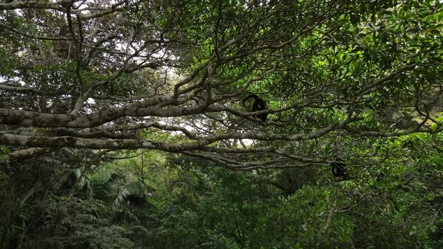 Amazing view of mantled howler monkeys Alouatta palliata in natural habitat arboreal primate Costa Rica