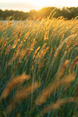 Selective soft focus of beach dry grass, reeds, sedge stalks blowing on the wind at golden sunset light. Nature background. Summer landscape, breeze concept