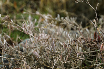reeds in the snow