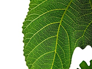 Green leaf isolated on white, veins and ribs closeup