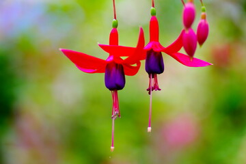 フクシアの花