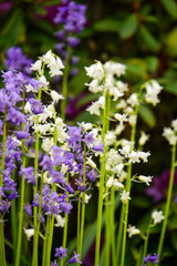 Obraz premium bee on lavender