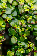 Fototapeta premium Portulacaria afra pertenece a la familia Didiereaceae