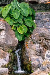 Fuente de agua en el Sauzal, Tenerife