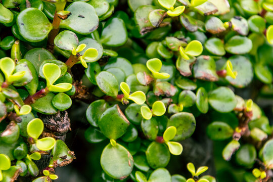 Portulacaria afra pertenece a la familia Didiereaceae