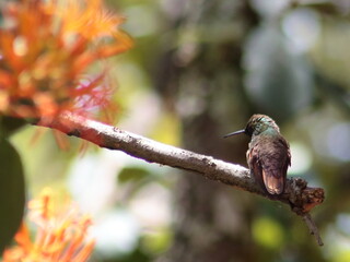 Colibrí 