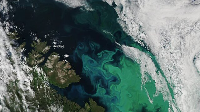 Phytoplankton 이미지 – 찾아보기 2,990 스톡 사진, 벡터 및 비디오 | Adobe Stock