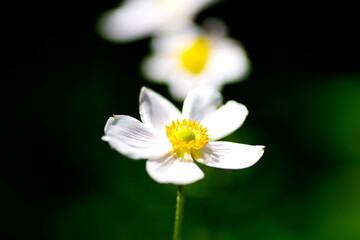 タイワンシュウメイキク