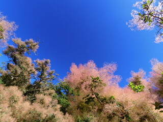 Obraz premium Smoke Bush in Bloom