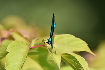 Ebony Jewelwing damselfly on leaf