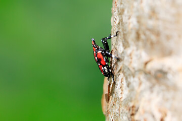 Lycorma delicatula, Lycorma delicatula is a planthopper and infesting