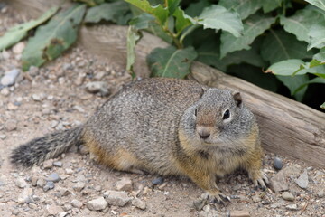 Naklejka na ściany i meble Uinta Ground Squirrel in Wasatch National Forest