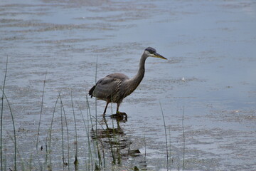 Great Blue heron feeding