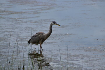 Great Blue heron feeding