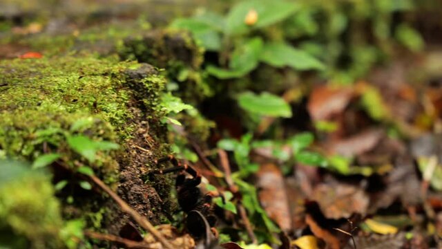 arachnid tarantula cloud forest Monteverde Costa Rica 