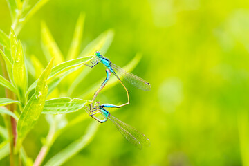 A pair of  Damselflies (Enallagma cyathigerum) mating on a leaf.