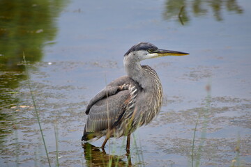 Great Blue heron feeding