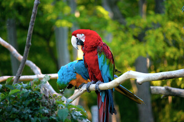 Parrots Scarlet Macaws and Blue-and-Yellow Macaw perching on tree branch