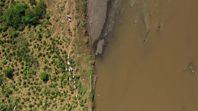 Livestock walking along tarcoles river full of crocodiles Costa Rica sunny day aerial top shot 