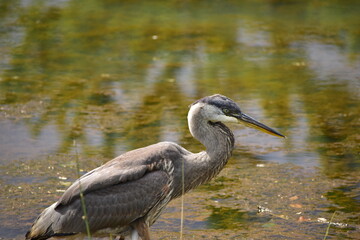 Great Blue heron feeding