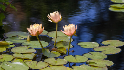 Water Lily flowers and pods in a garden pond