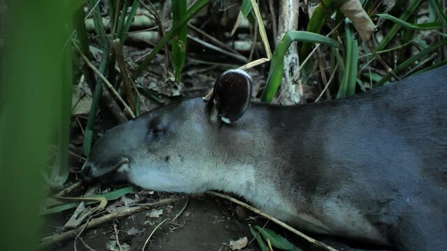 Large wild tapir sleeping in Corcovado Costa Rica tapirus