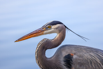 Side profile view of Great blue Heron