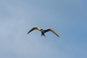 Seagull in the sky over lake Ladoga
