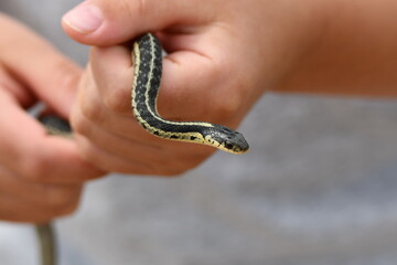 Child catches and holds a garden snake