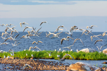 Seagull in the sky over lake Ladoga