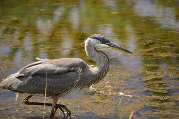 Great Blue Heron at the lake