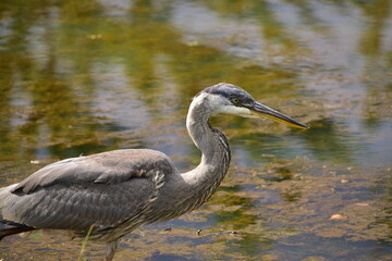 Naklejka premium Great Blue Heron at the lake