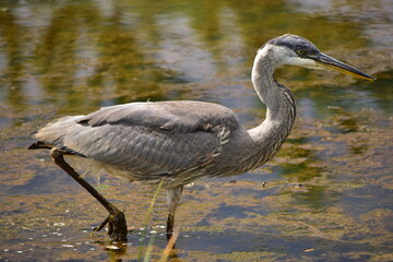 Great Blue Heron at the lake