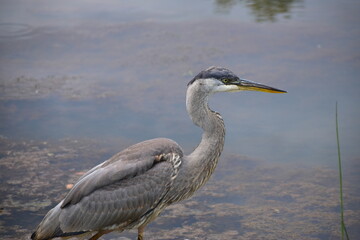 Great Blue Heron at the lake