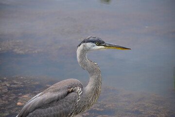 Great Blue Heron at the lake