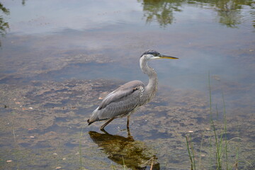 Great Blue Heron