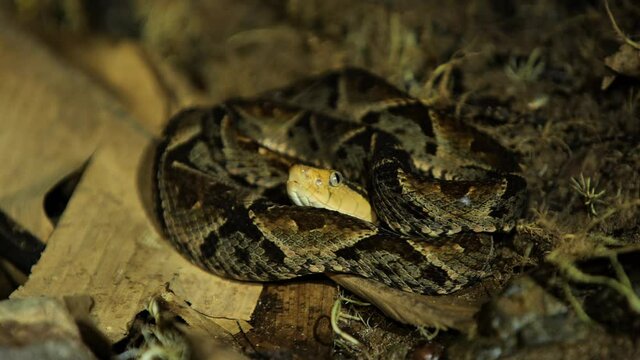 snake Terciopelo Bothrops asper resting night wild life Costa Rica