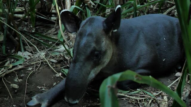 Tapir large herbivorous mammal short prehensile nose trunk Costa Rica