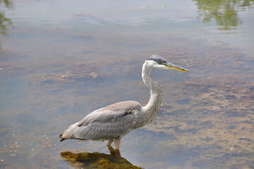 Great Blue Heron at the lake