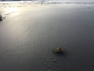 ghost crab looking at the ocean